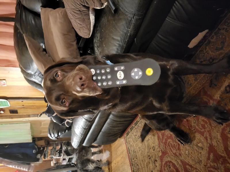 FRISCO TV Remote Latex Squeaky Dog Toy, Small - Chewy.com