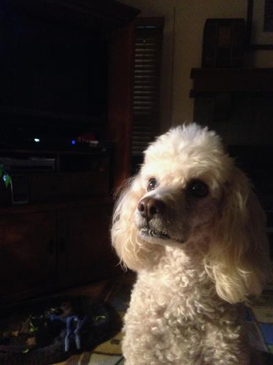 Norman recommends Pet Ease!