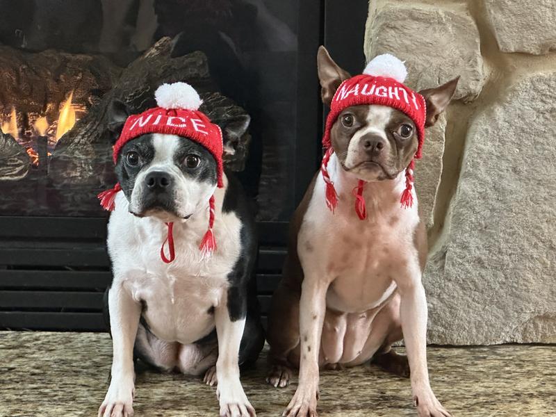 Discontinued FRISCO Naughty/Nice Dog & Cat Reversible Knitted Hat, 1