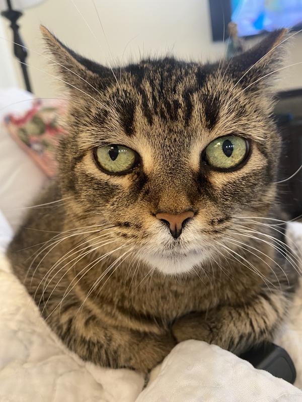 FRISCO High Back Cat Litter Box, Extra Large, Navy, 23in