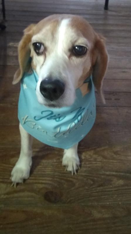 Pup Crew "Just Chillin" Blue Dog & Cat Bandana