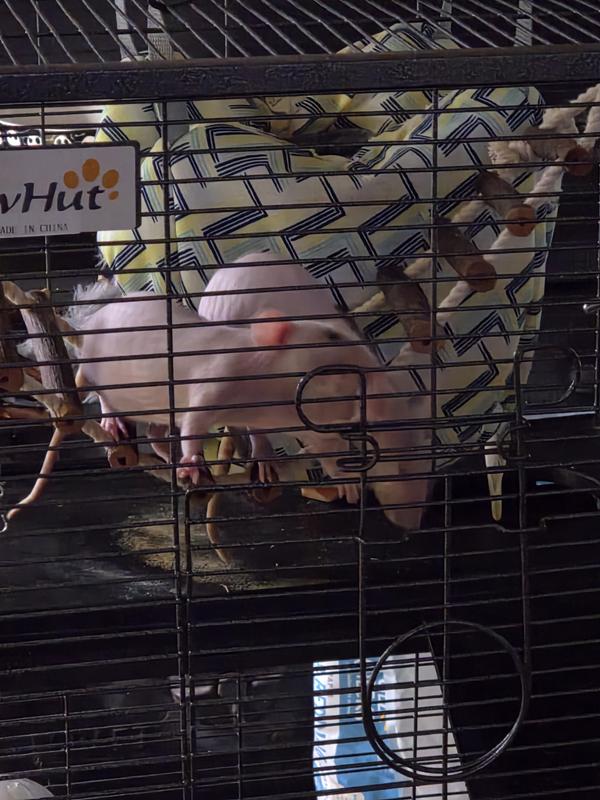 The ladies in front of their hidy hut!