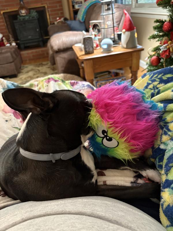 Relaxing with my Furballz, Boogie Woogie