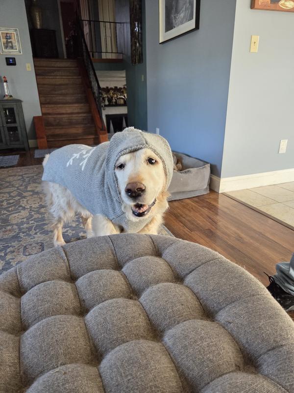 Toby's birthday December 25th he's 13 years old He's ill and it'll be his last winter and Christmas but I love this sweater I bought him to wear