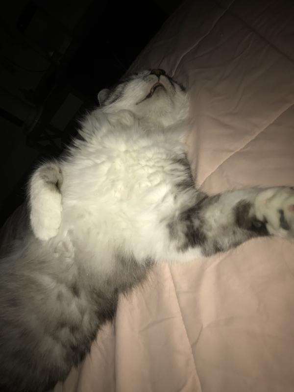 Oliver (he’s my only kitty that sleeps like this)