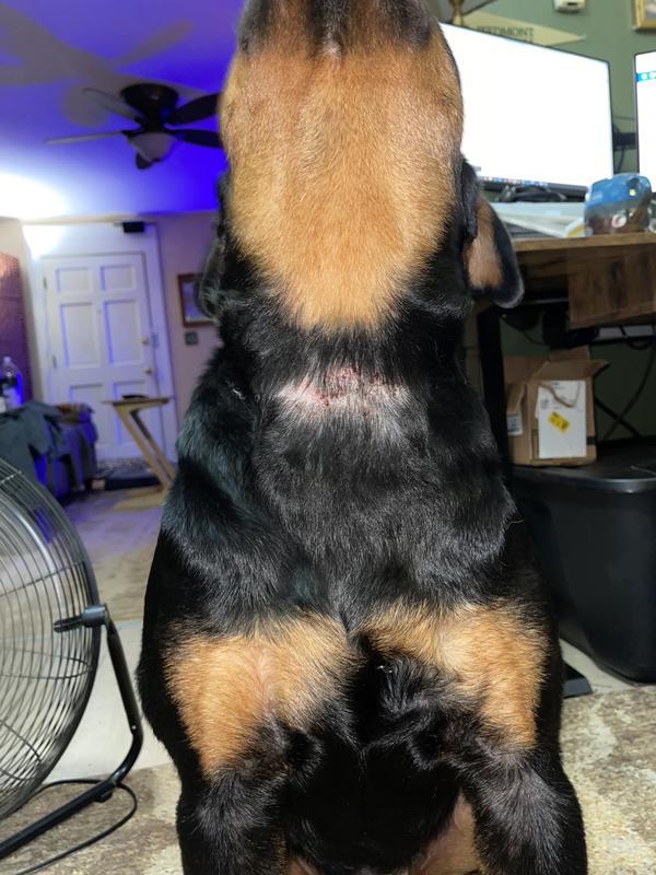 Burned my poor baby's neck