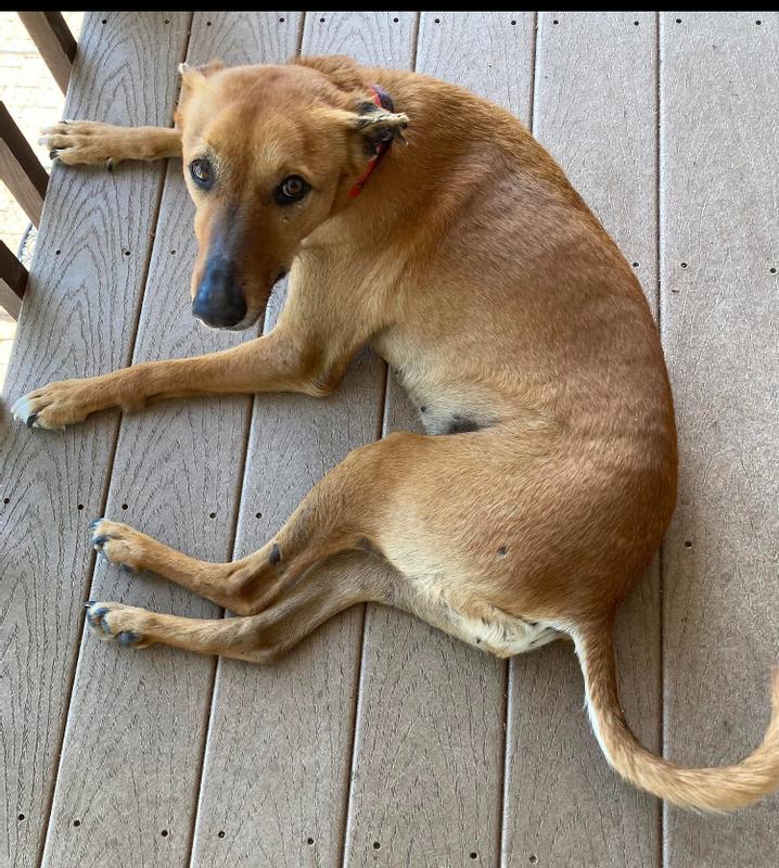 Ruby is a Wadi Dog from Oman