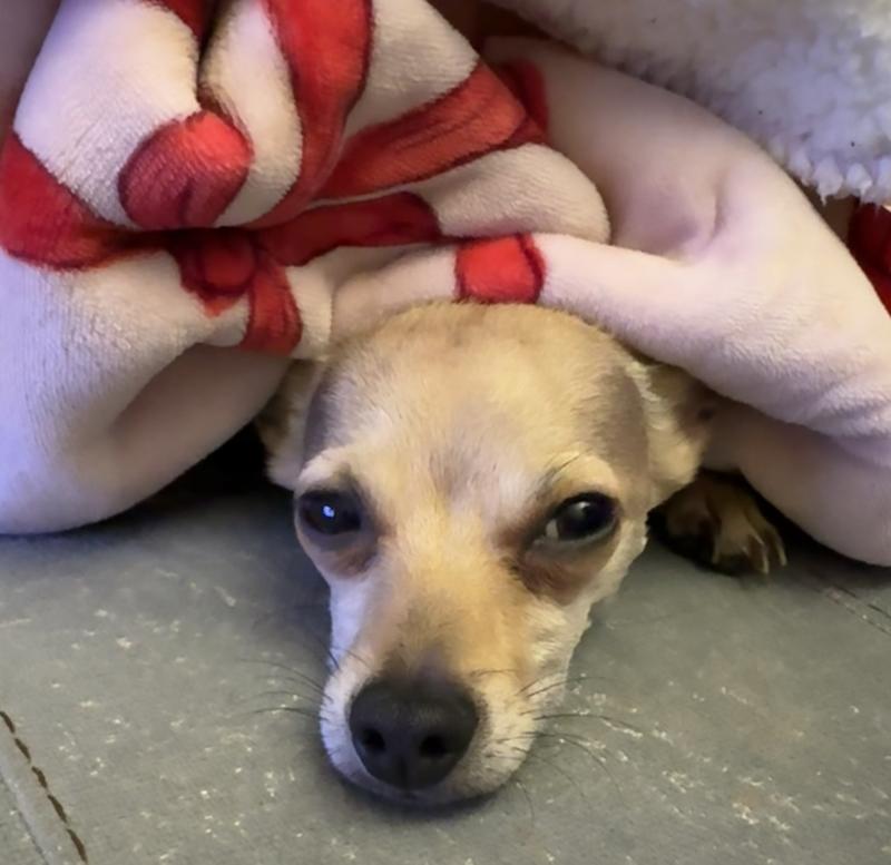 Winston getting his beauty rest