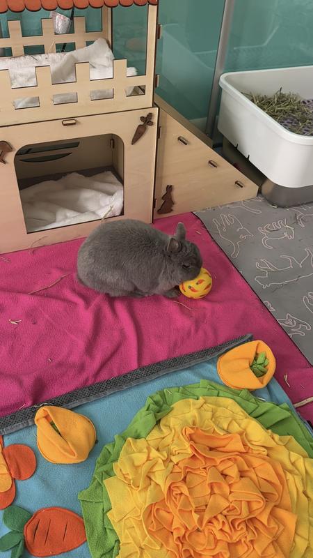 She spent about 45 mins running around rolling the ball to get her pellets.