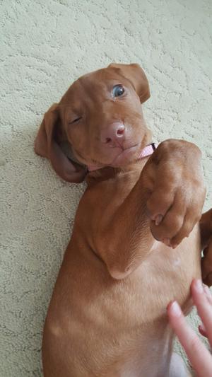 Zo-Zo's 5-star wink of approval!