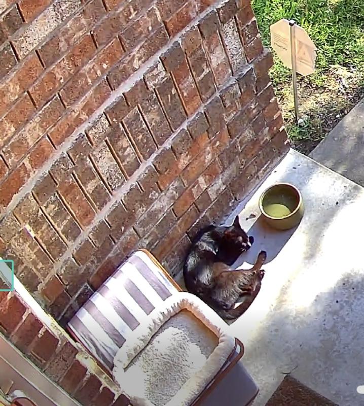 Cat sleeping next to porcelain green water bowl