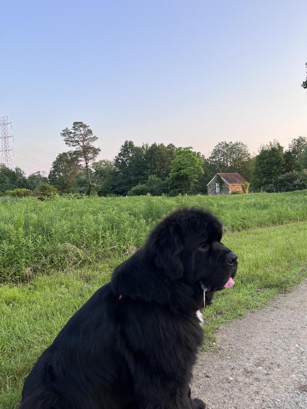 Andre the diabetic pup