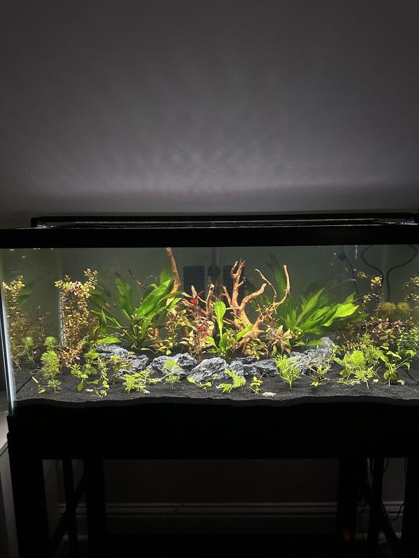 Freshwater Black Sand Aquarium Fish Tank Kits Stoney River Black