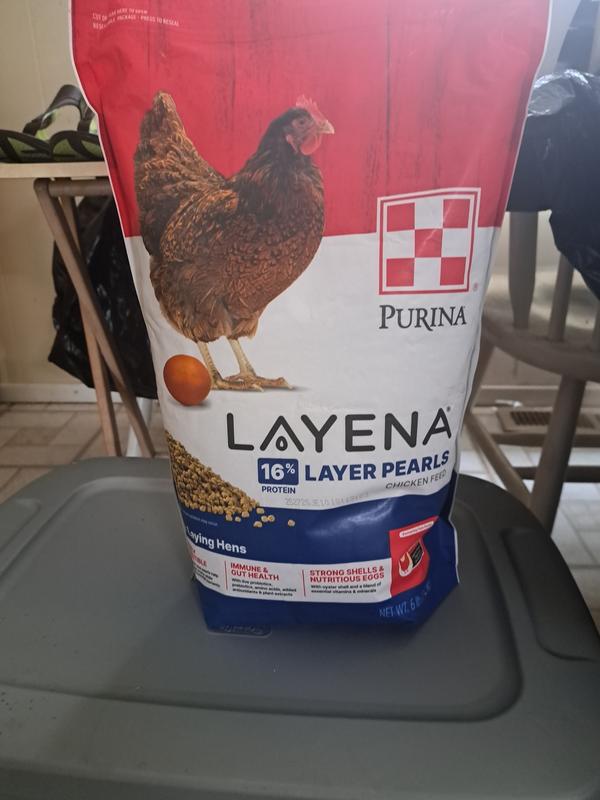 Happy healthy chickens grow this way