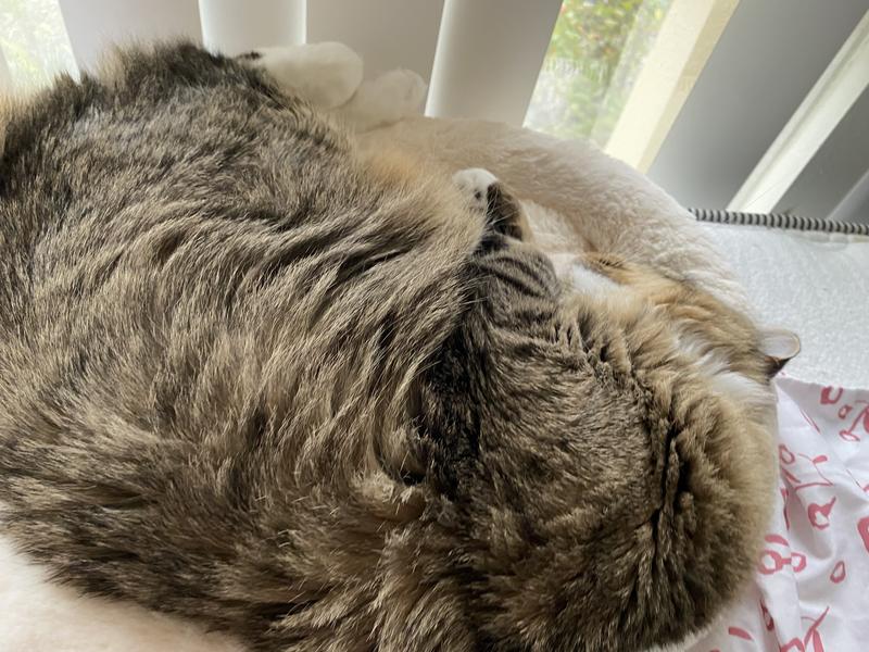 FRISCO Self Warming Bolster Round Kitten Bed, Gray