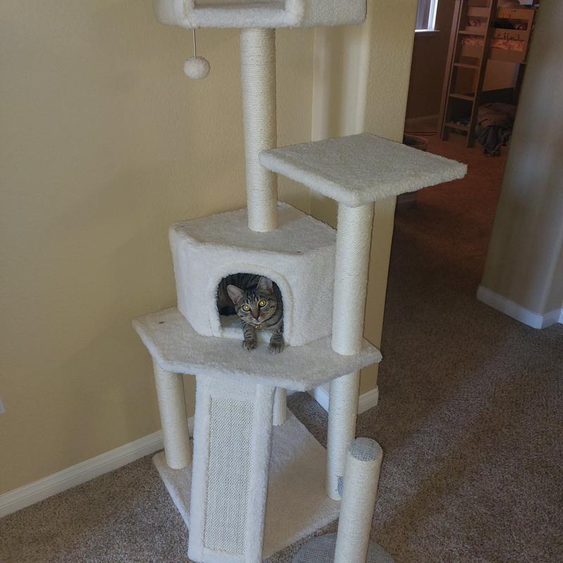 Costco Cat Tree 2018