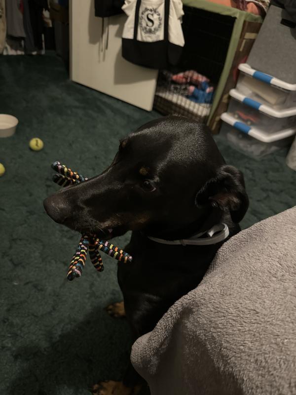 Coco 🩷s her spider!!