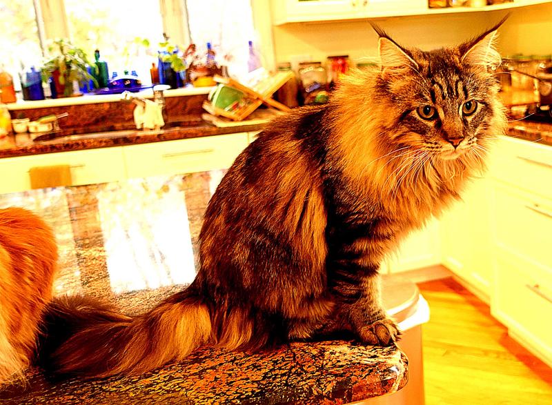 TigerLily...8 months old female Polydactyl Maine Coon