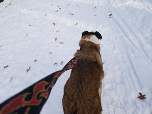 Loves his walks again!