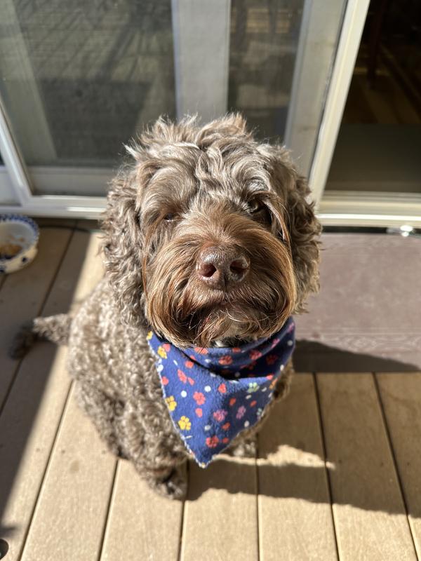 Theo is happy on NextGuard!