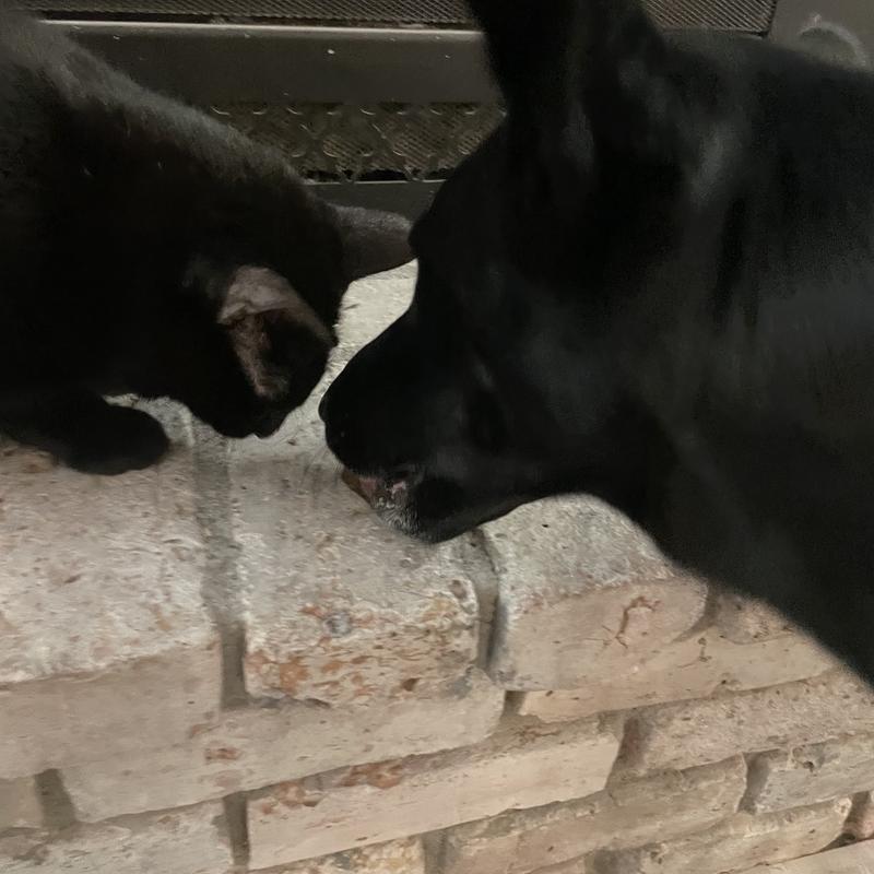 Cat keeps trying to steal trees from the dog.