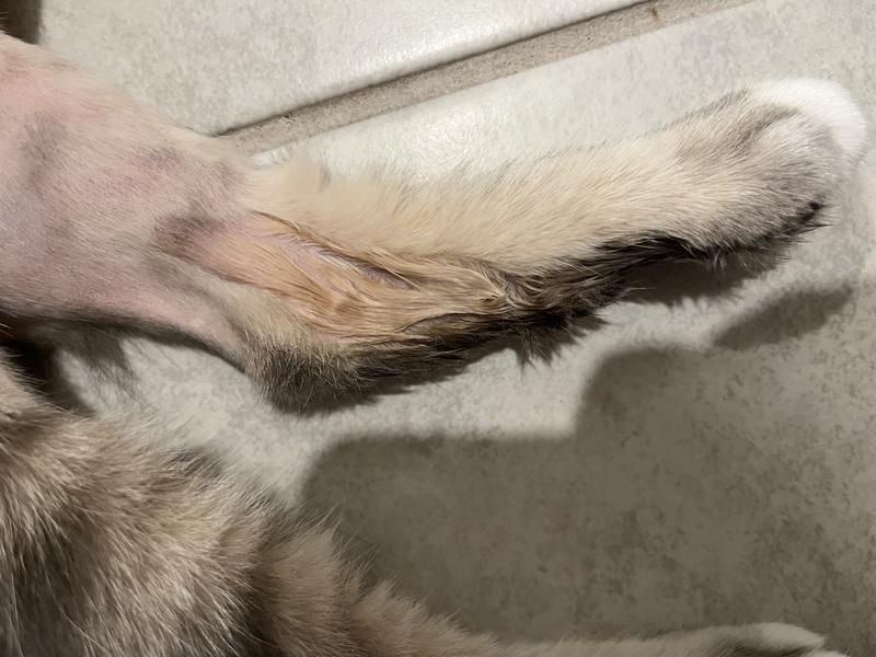 August 2024 When she first started really licking her leg