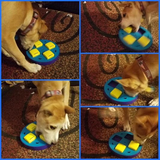 Kyjen Doggy Blocks Spinner Puzzle Dog Toy, Yellow 