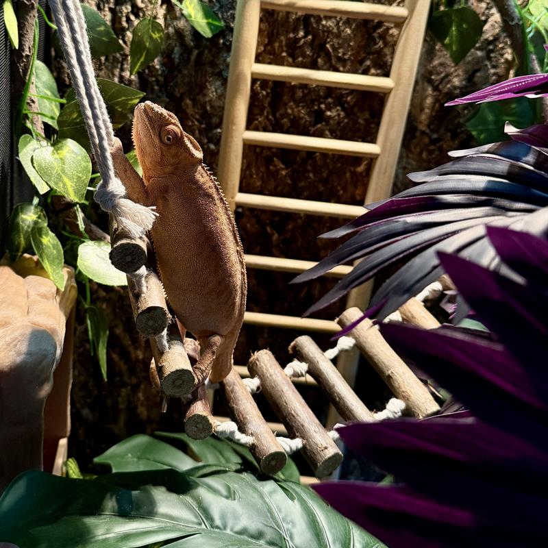 Peach with her bridge