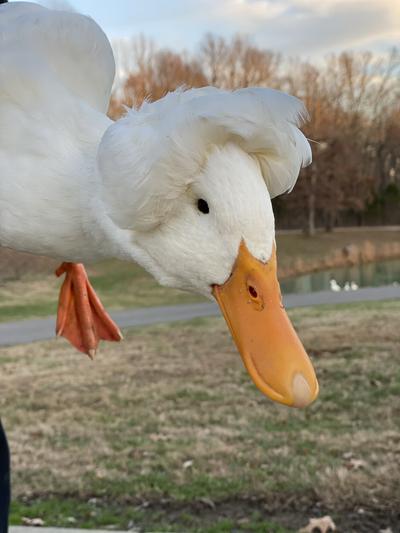 Bucks of America - I Still Play Duck Duck Goose Premium Tee – Bucks of  Nebraska