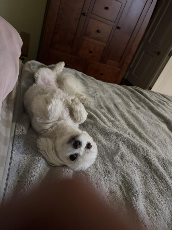 Resting after getting her treat!