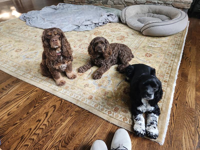 Three Peas in a pod- Healthy puppies