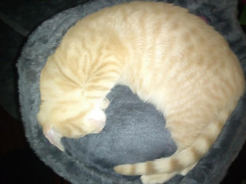 Fell asleep after heavy play