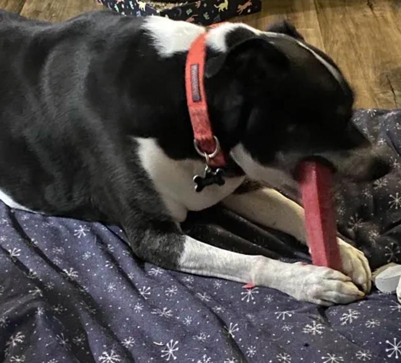 Tried to get a better photo, but he won't stop chewing!