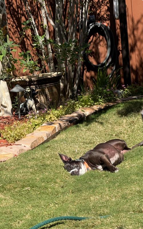 She’s so content after her jerky treats