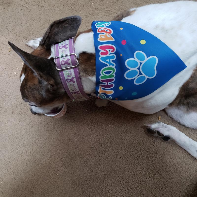 Here's Montego enjoying a birthday treat.