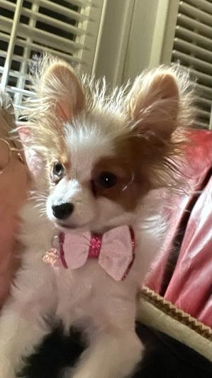 Little miss prissy Roni in her bling.