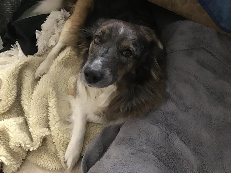 Resting happily, nice and clean!