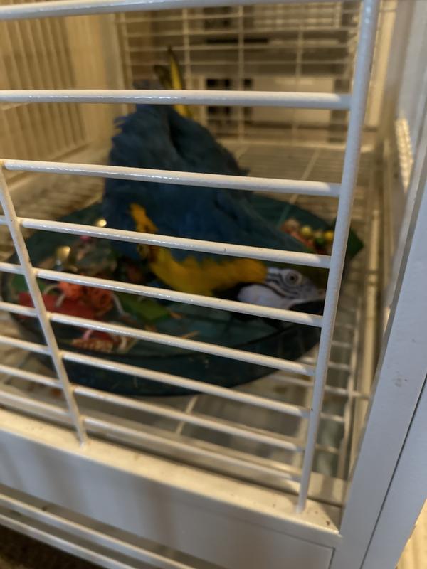 I have a Macaw and a Ringneck