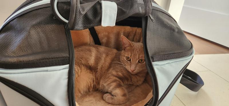 Pet We Heart Cats Carrier Out Of Stock ONE FOR PETS The Deluxe