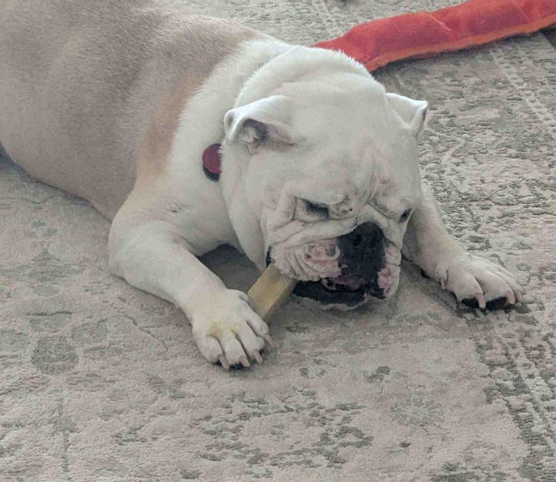 Bully Bunches for Old Bully