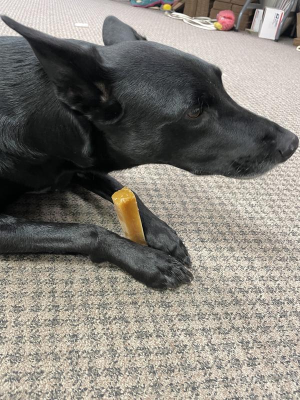Gage working on her new chew