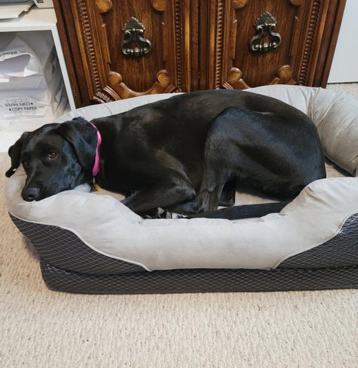 BARKSBAR Snuggly Sleeper Orthopedic Bolster Dog Bed w/Removable Cover, Gray, Medium