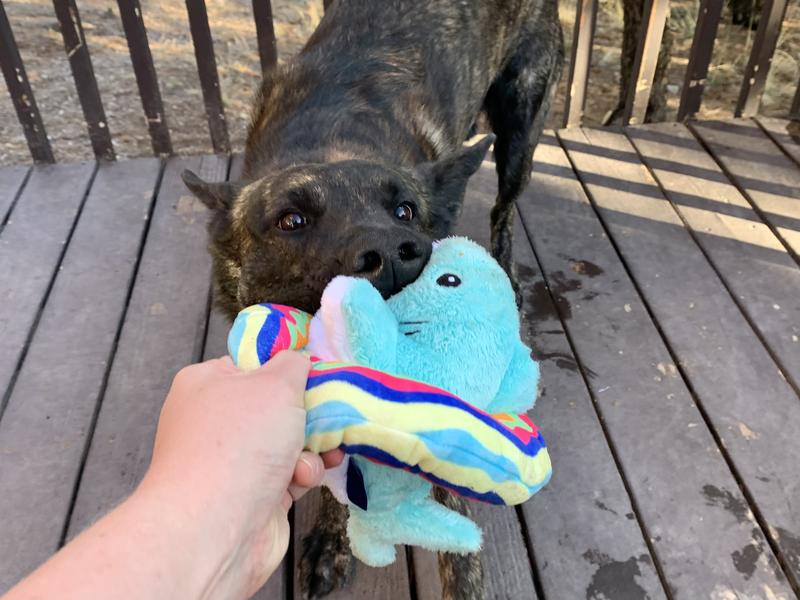Tugging with the Frisco summer shark dog toy.