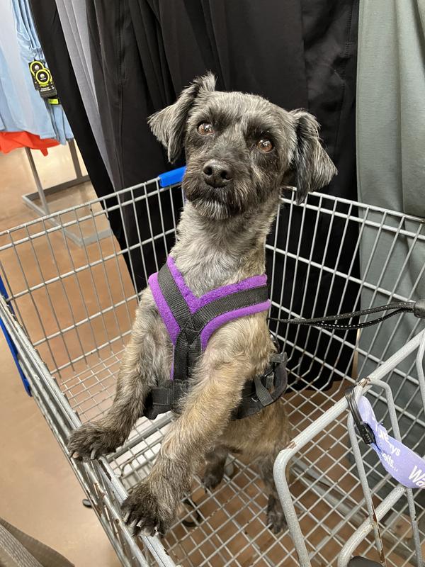 Jasmine waiting for her Chewy delivery