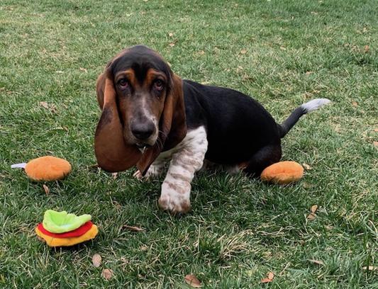 Pet Supplies : P.L.A.Y. Cute Plush Dog Toys - Fast Food Themed Durable Squeaker Plush Chew Toy, Great For Puppies & Small, Medium, Large Dogs