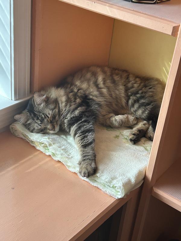 Timothy napping in his nook