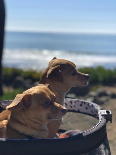 Tucker & Phoebe enjoying a sunny afternoon at Hearst Winery in San Simeon CA