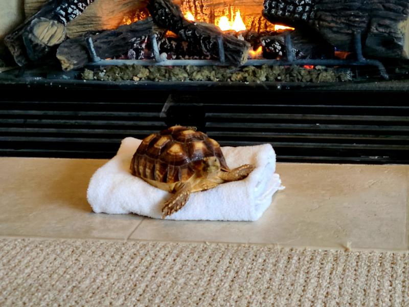 My very-particular Sulcata Tortoise "Oogway" lounging in front of the fire