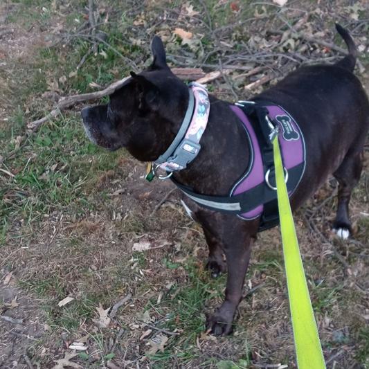 Blueberry Pet Floral Lace Dog Collar, Pink, Medium