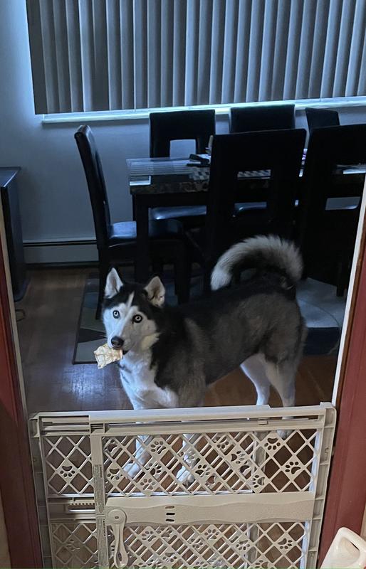 MYPET Paws Portable Pet Gate, Light Gray